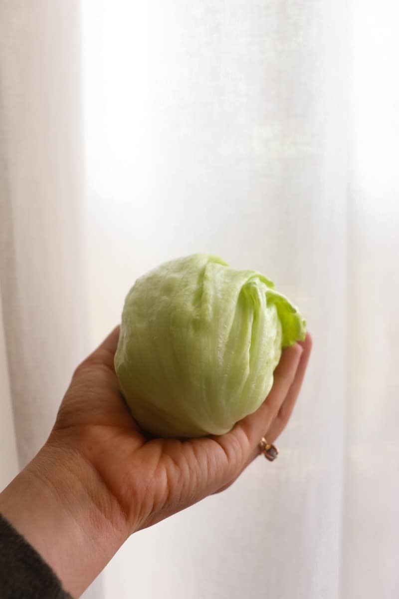 hand holding a baby iceberg head of lettuce.