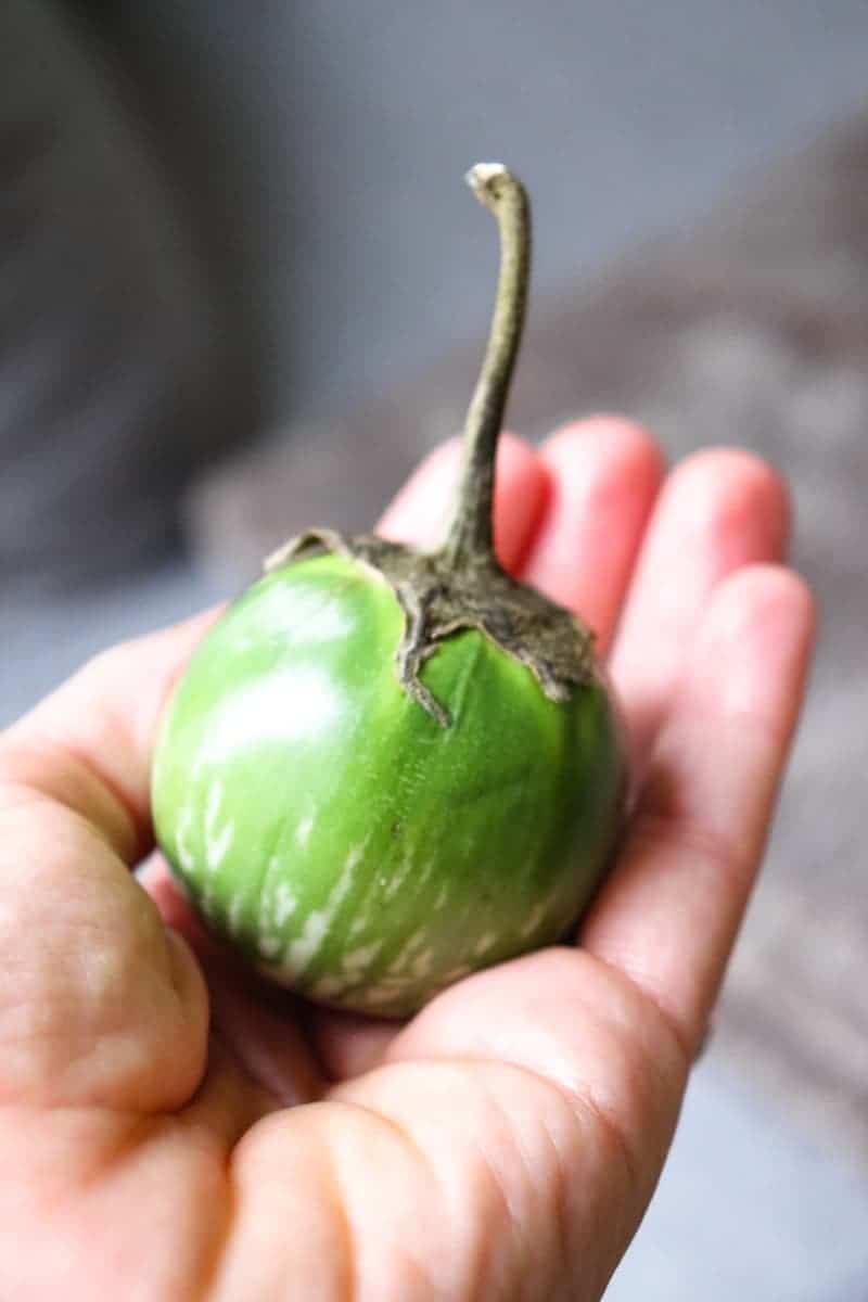 hand holding one thai eggplant.