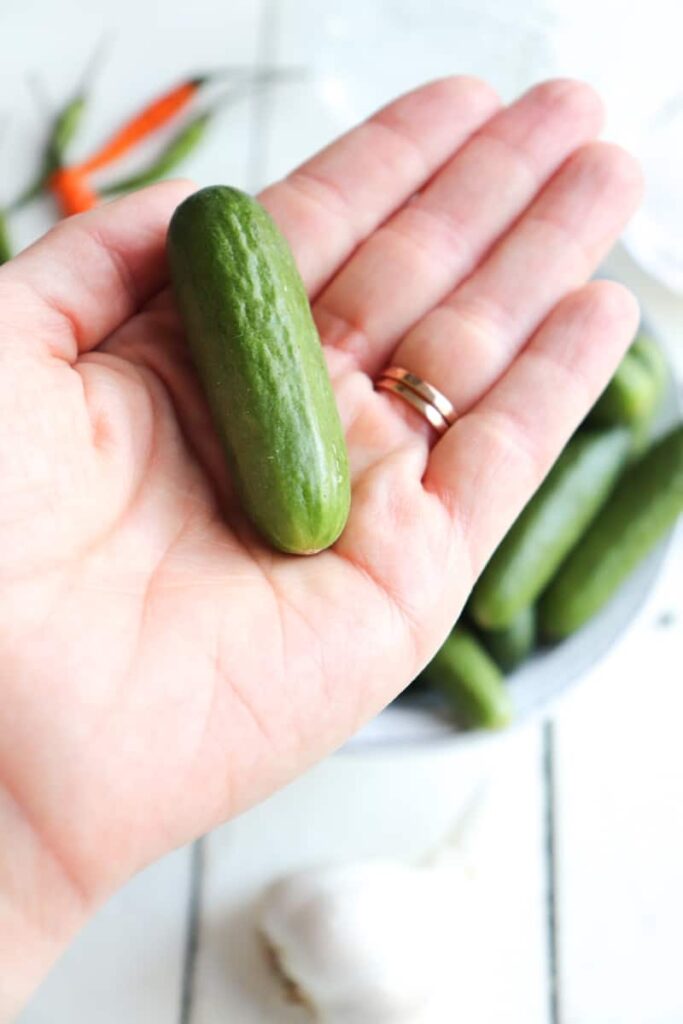 hand holding a baby cucumber for size reference